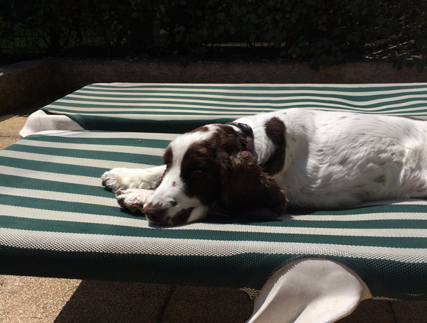 Woof NRJ12 : le meilleur chien 2015 au concours canin !