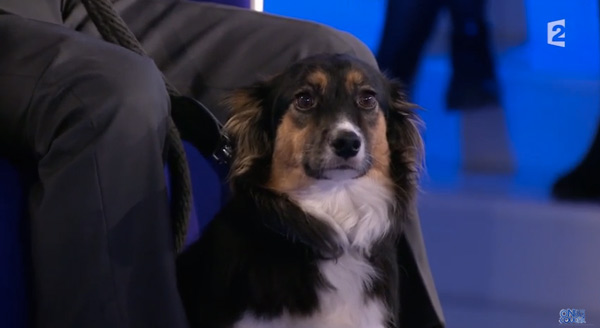 La chienne roumaine de Michel Drucker : Isia gentille ou pas ?