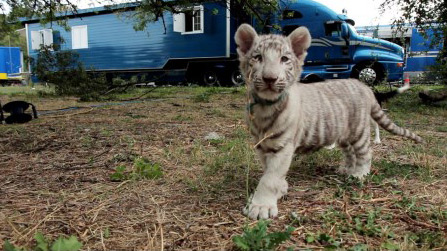 La vie des gens du cirque, les artistes de la famille Falck, Bouglione et Gruss : un beau bébé tigre ;)