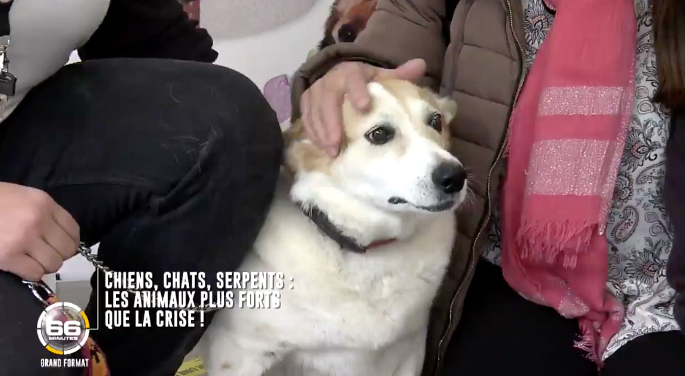 Avis et sommaire 66 minutes (M6) le dimanche 31 janvier 2021 Actualité TV