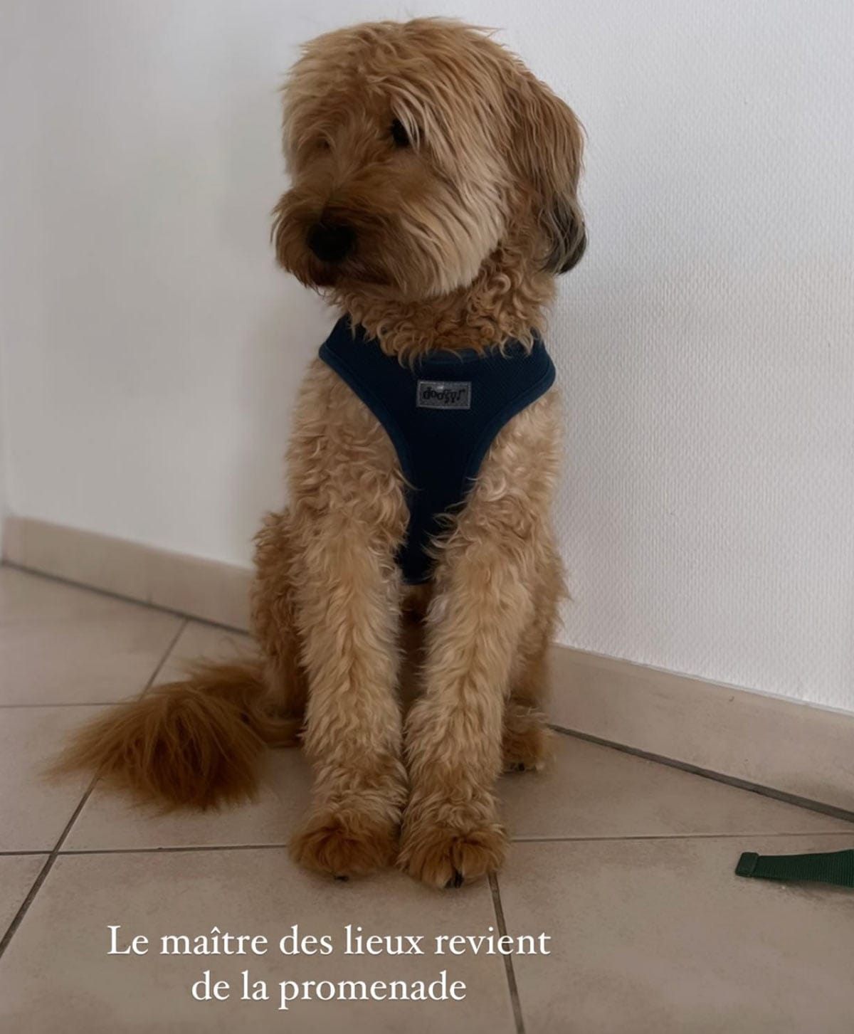 pepito familles nombreuses XXL
